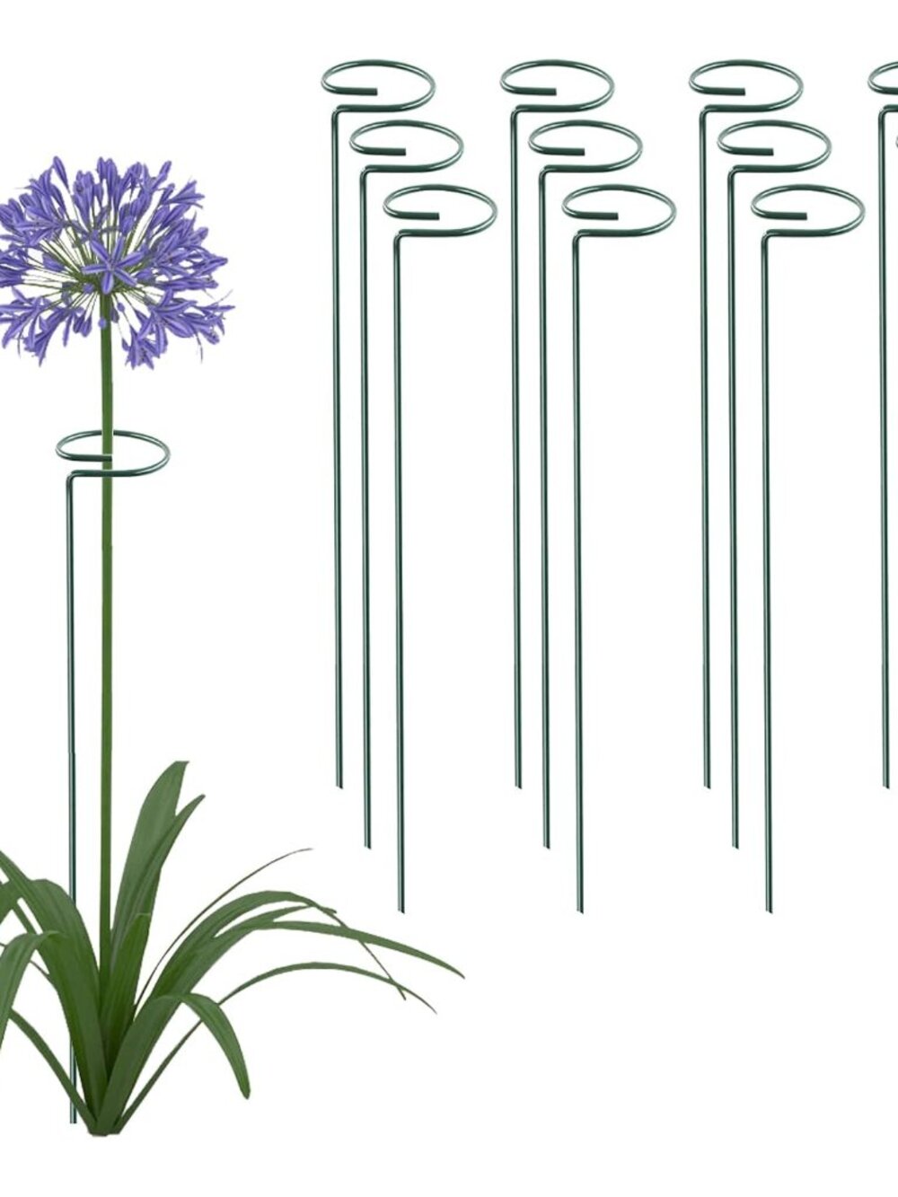 12 Pack 16 Inch Plant Support Stakes, Metal Single stemmed Flower Support Hoops，